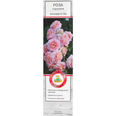Розы парковые «Концерто 94»