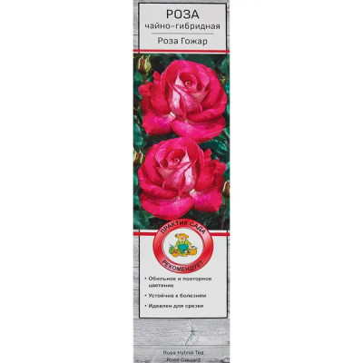 Розы чайно-гибридные «Роза Гожар»