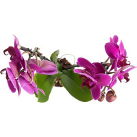 Орхидея Фаленопсис микс 2 стебля ø12 h60 см Центр букетов