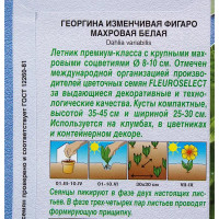 Георгина махровая белая «Фигаро»