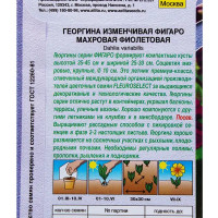 Георгина махровая фиолетовая «Фигаро»