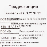 Рассада «Традесканция ампельная», 25х21 см