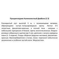 Пузыреплодник Диаболо калинолистный ø15 h40 см