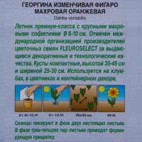 Георгина махровая оранжевая «Фигаро»