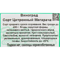 Виноград плодовый C2, h20-30 см, 2 года, контейнер