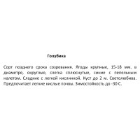 Голубика C2, h20-40 см, 2 года, контейнер