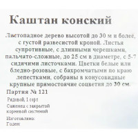 Каштан конский С3, h60 см, 2 года, контейнер