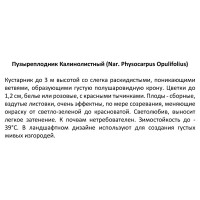 Пузыреплодник зеленый С2, h30-40 см, 2 года, контейнер