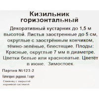 Кизильник горизонтальный С1, 20 см