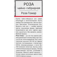 Розы чайно-гибридные «Роза Гожар»