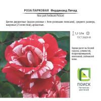 Роза парковая «Фердинанд Пичард», 3.5 л