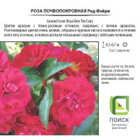 Роза почвопокровная «Рэд Фэйри», 3.5 л