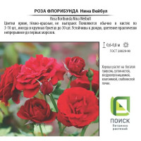 Роза флорибунда «Нина Вейбул», 3.5 л