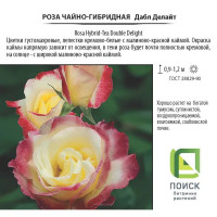 Роза чайно-гибридная «Дабл Делайт», 3.5 л