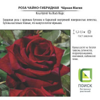 Роза чайно-гибридная «Чёрная Магия», 3.5 л