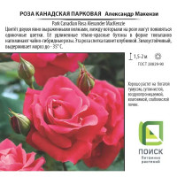 Роза парковая канадская «Александр Макензи», 3.5 л