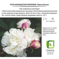 Роза парковая канадская «Луиза Багнет», 3.5 л