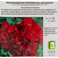 Роза парковая канадская «Хоуп оф Хьюманити», 3.5 л