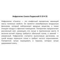 Нефролепис Соната подвесной 19х55 см