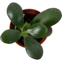 Суккулент микс D5 H8-10