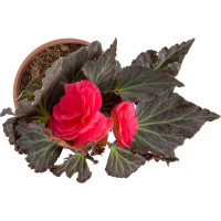 Бегония клубневая 15х35 см