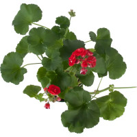 Пеларгония зональная 15х35 см