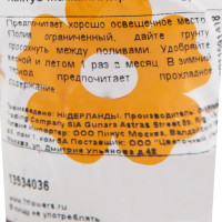 Кактус мамиллярия 5х14 см