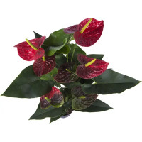 Антуриум Дакота красный D17 H55-60