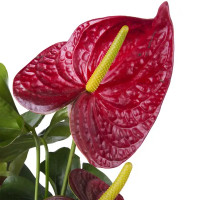 Антуриум Дакота красный D17 H55-60