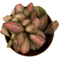 Фиттония микс 8х10 см