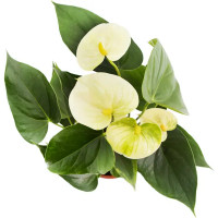 Антуриум Андрэ Кутюр микс 12х35 см