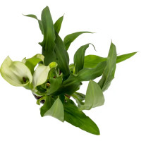 Калла микс 13х45 см