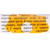 Бамбук Лакки 1х40 см