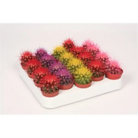 Эхинокактус 10.5х15 см