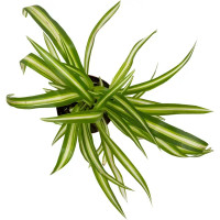 Хлорофитум Comosum Variegat hang 12х40 см