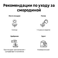 Смородина черная в сортах (V2-3л)