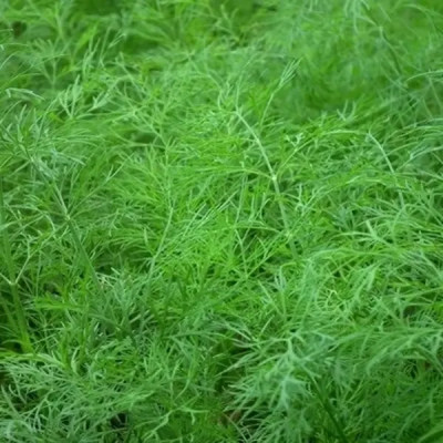 Семена Укроп Атаман