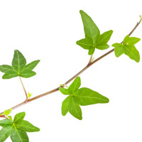 Хедера ампельная ø21 h40 см