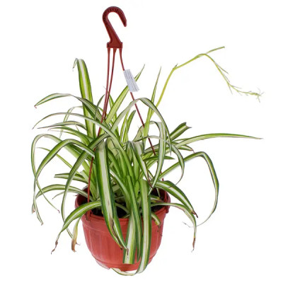 Хлорофитум ампельный ø21 h30 см