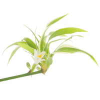 Хлорофитум ампельный ø21 h30 см