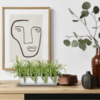 Хлорофитум ампельный ø21 h30 см