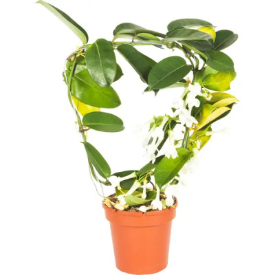 Стефанотис микс D12 H40