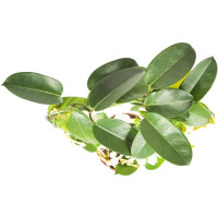 Стефанотис микс D12 H40