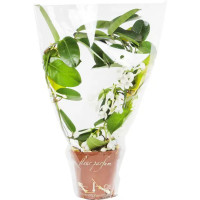 Стефанотис микс D12 H40