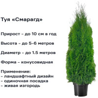 Туя западная Смарагд 120-140 см С25