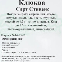 Клюква крупноплодная С1, 30 см