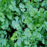 Семена Кориандр Тайга