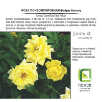 Роза почвопокровная «Фэйри Еллоу», 3.5 л