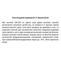 Роза парковая канадская «Ж.П.Коннел», 3.5 л