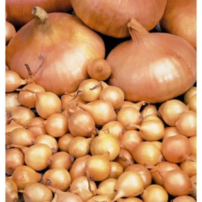 Семена Лук репчатый Штуттгартер ризен Аэлита